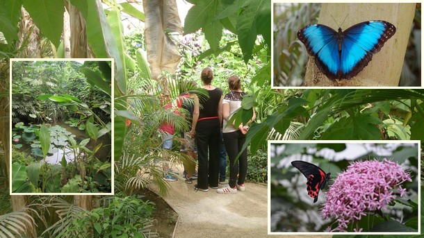 LE CARBET AMAZONIEN Ferme aux papillons